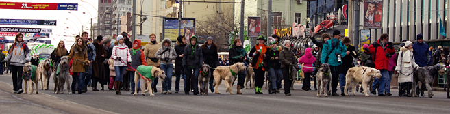 День Святого Патрика парад ирландских пород собак