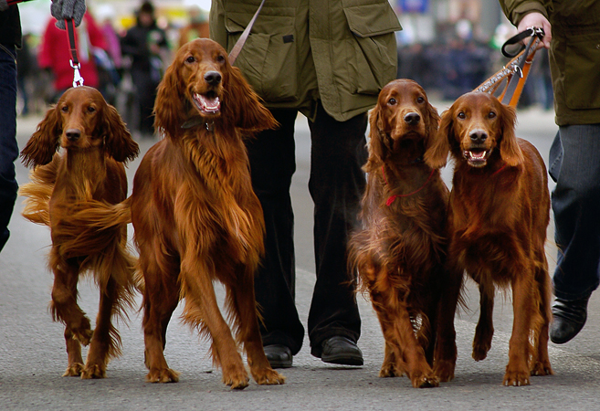 Парад ирландских пород собак