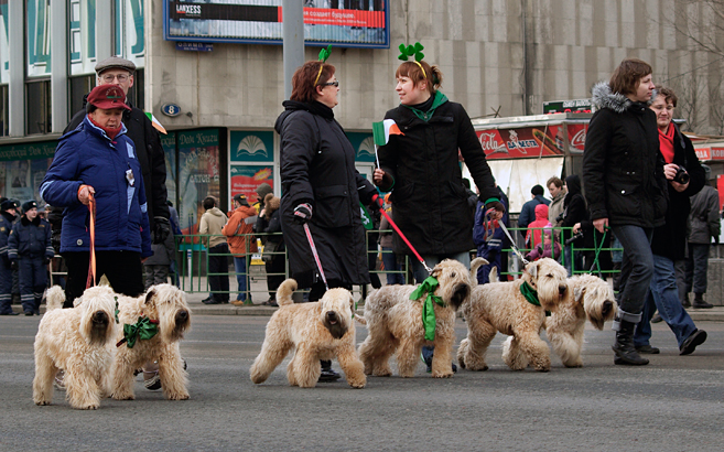 породы собак Ирландии