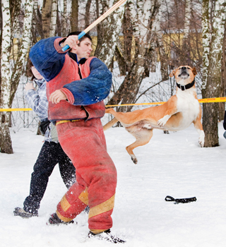 Спорт с собакой Хабаровск