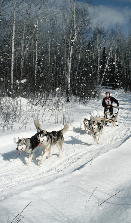 Зимний ездовой спорт на собаках